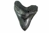 Fossil Megalodon Tooth - South Carolina #153833-2